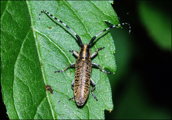 agapanthia sicula o villosvirdens?